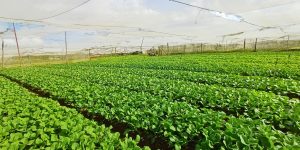 196d45a1-ecdd-4242-8023-399b8174bae7