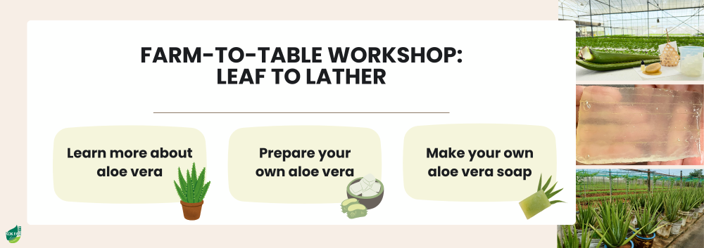 Aloe Workshop Banner